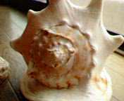 rasen.jpg(4438 byte)