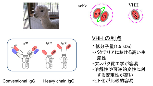 VHHの利点