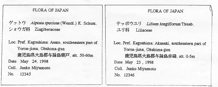 1998年野外臨海実習 さく葉標本の作り方