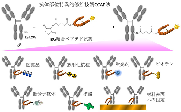 CCAP法